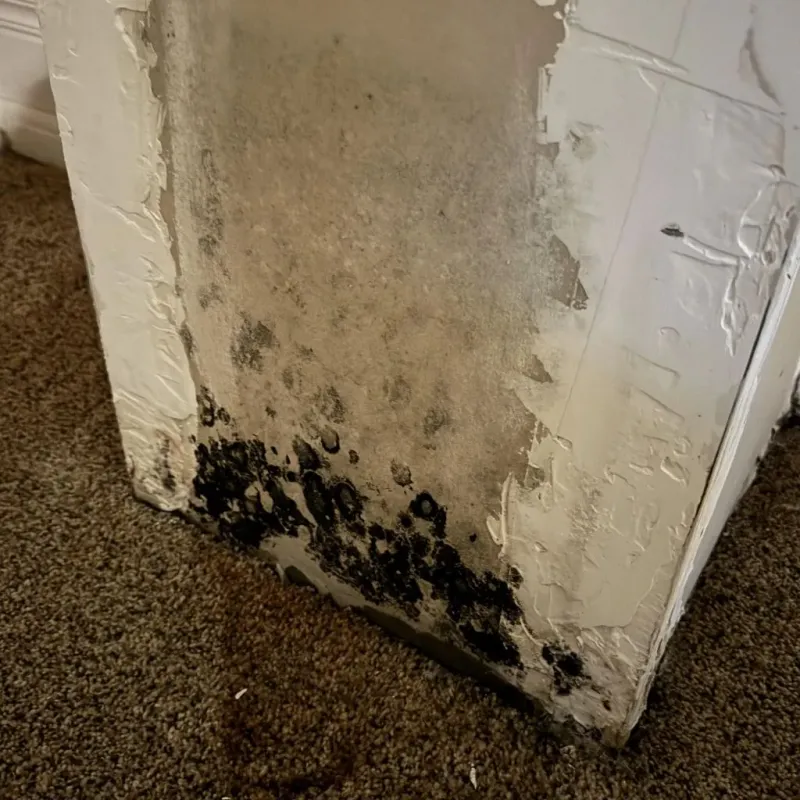 Professional Mold Removal in University Center, VA